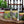 Load image into Gallery viewer, Diablo Vegan Mild 12oz jar of award-winning vegan creamy cilantro salsa and versatile cooking sauce
