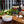 Load image into Gallery viewer, Diablo Verde Hot creamy cilantro sauce styled with fresh peppers and lime
